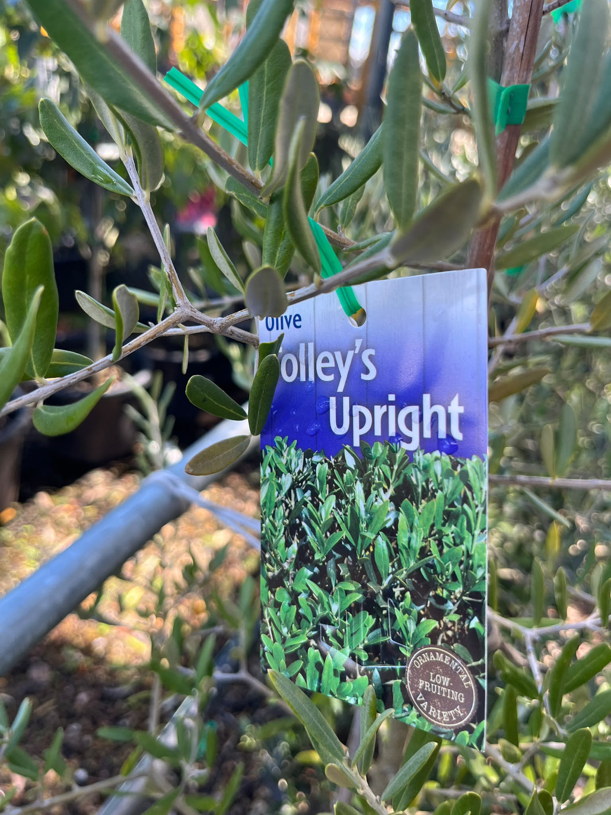 PL0175 Olive, Olea europaea Tolleys Upright, 油橄榄, 40 cm Pot