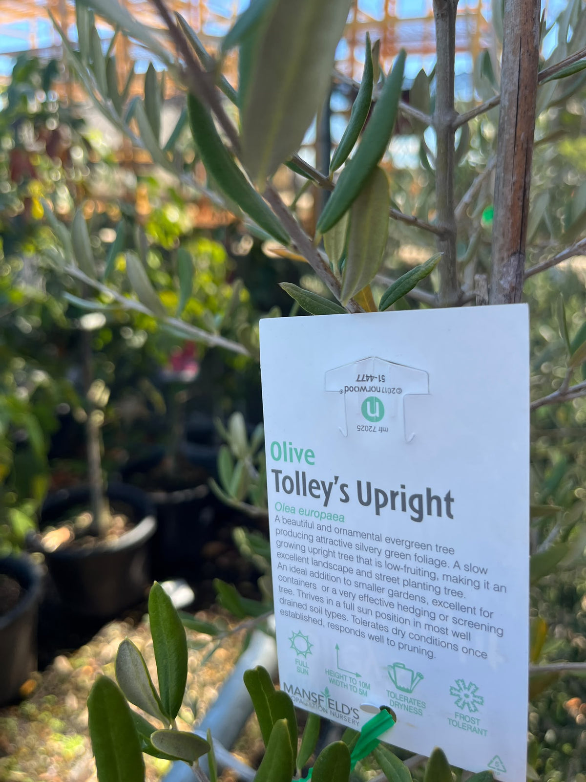 PL0175 Olive, Olea europaea Tolleys Upright, 油橄榄, 40 cm Pot
