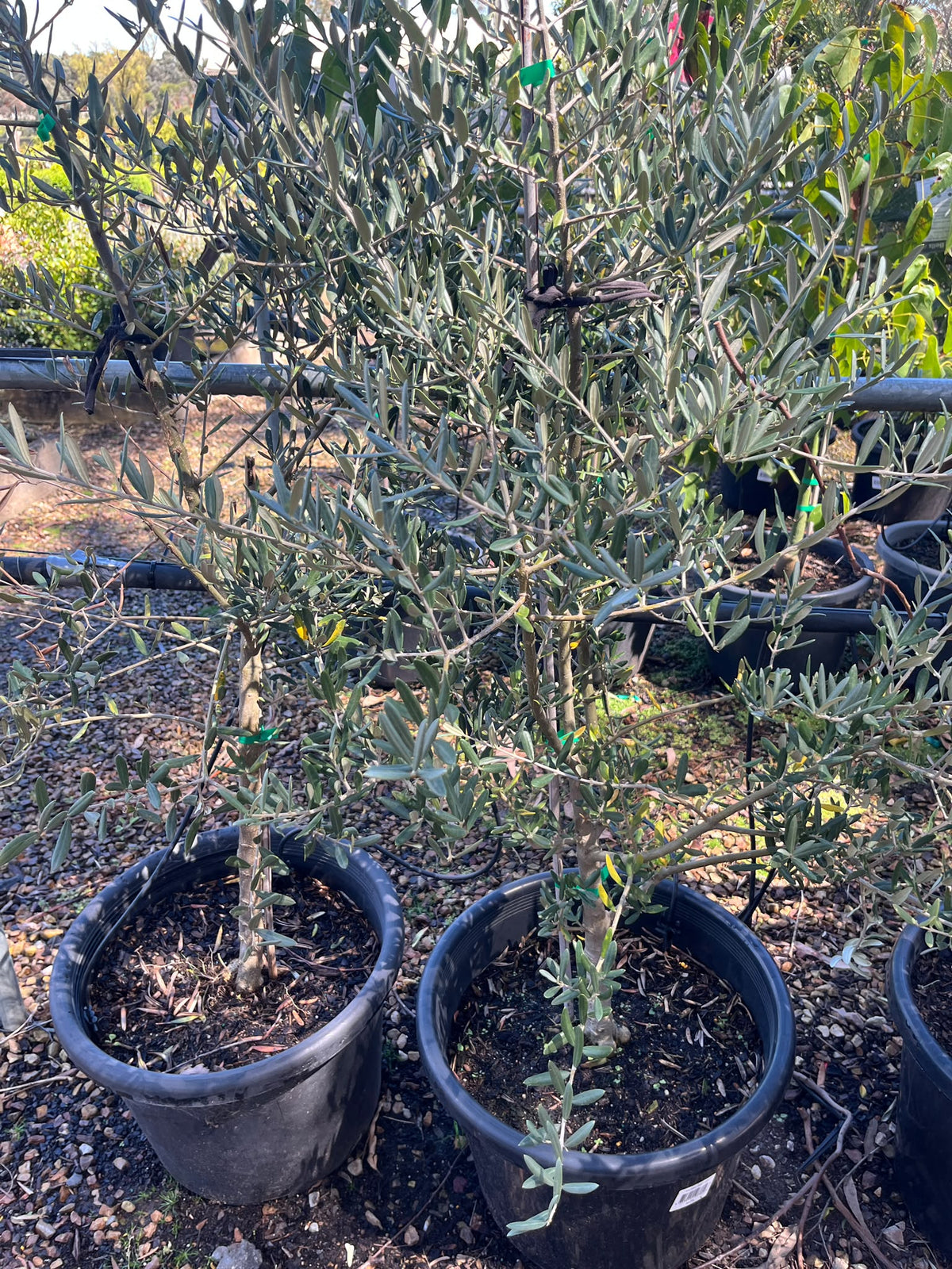 PL0175 Olive, Olea europaea Tolleys Upright, 油橄榄, 40 cm Pot