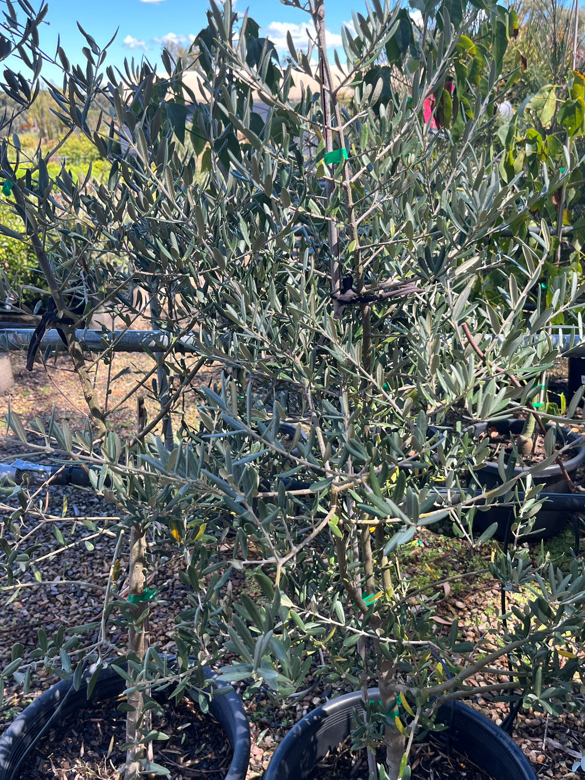 PL0175 Olive, Olea europaea Tolleys Upright, 油橄榄, 40 cm Pot