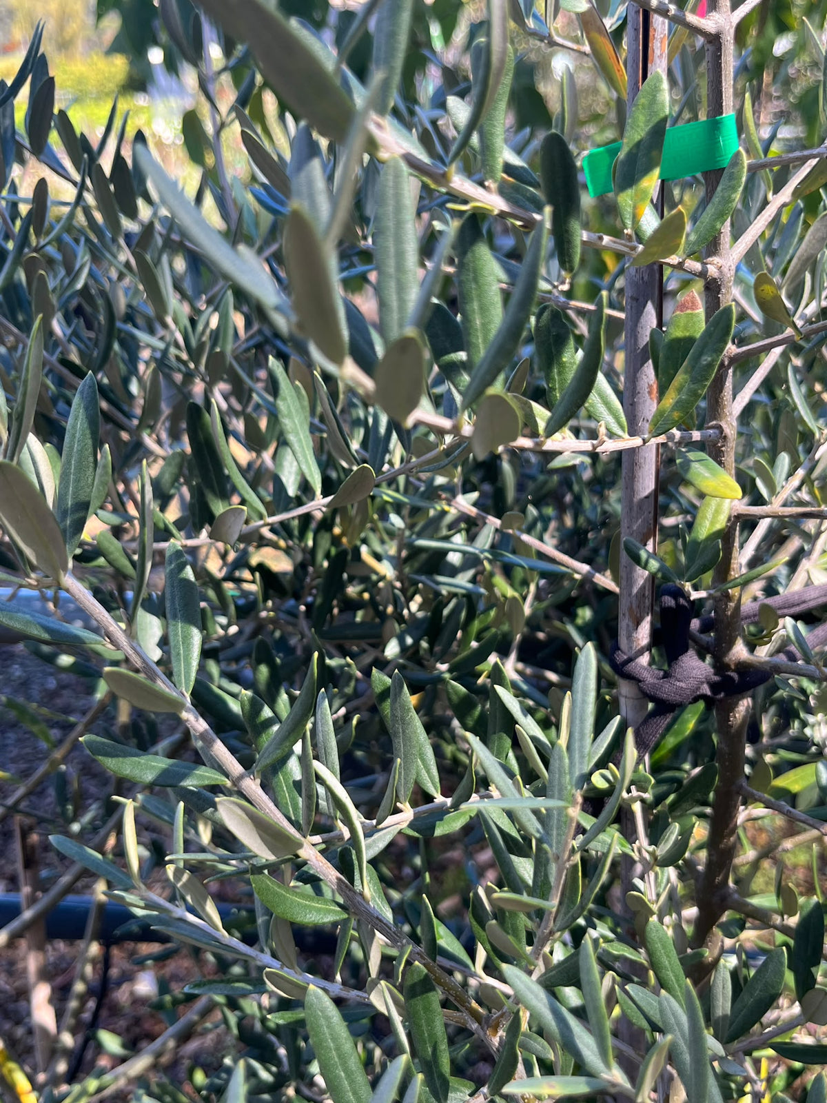 PL0175 Olive, Olea europaea Tolleys Upright, 油橄榄, 40 cm Pot