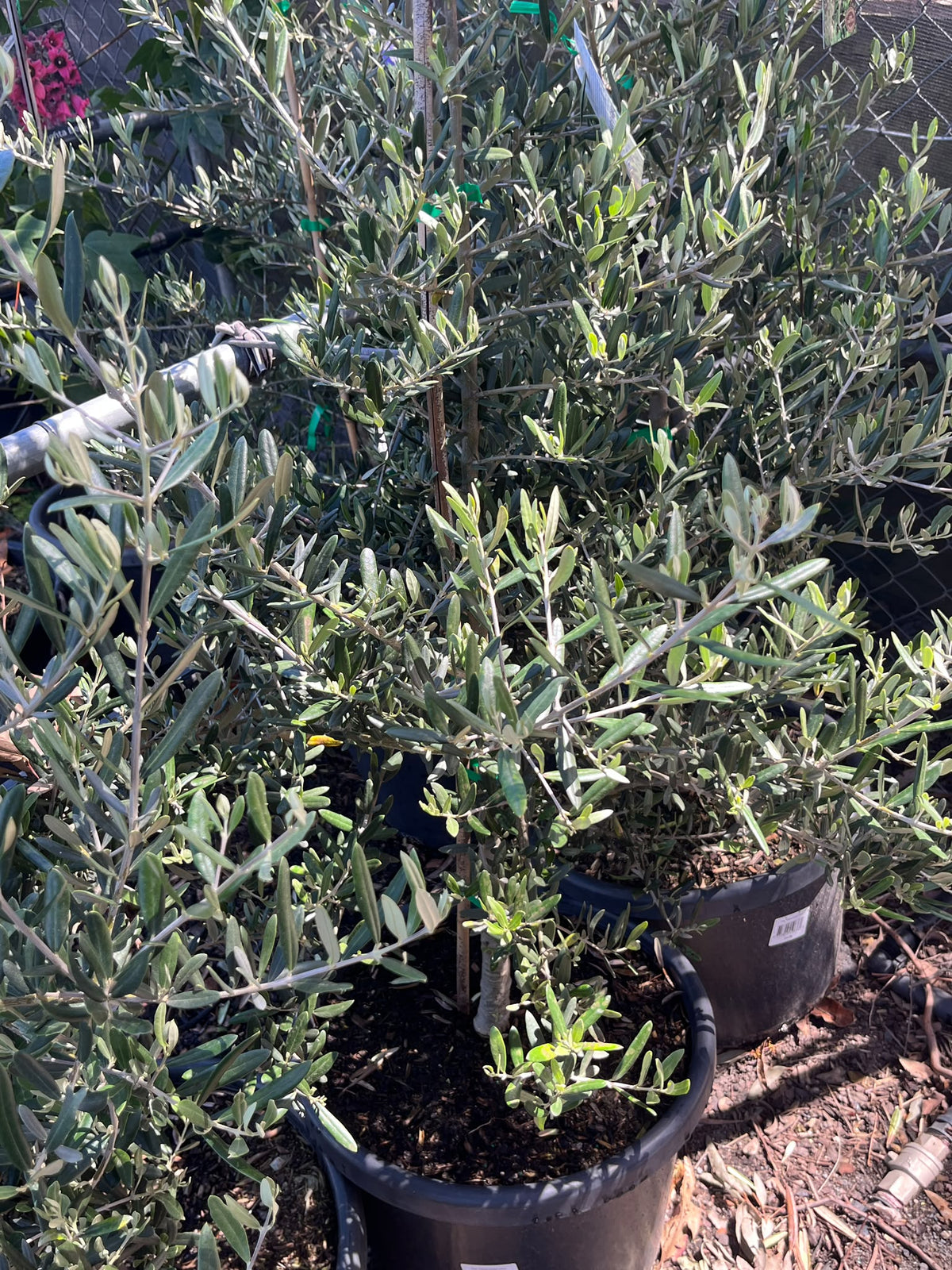 PL0175 Olive, Olea europaea Tolleys Upright, 油橄榄, 40 cm Pot