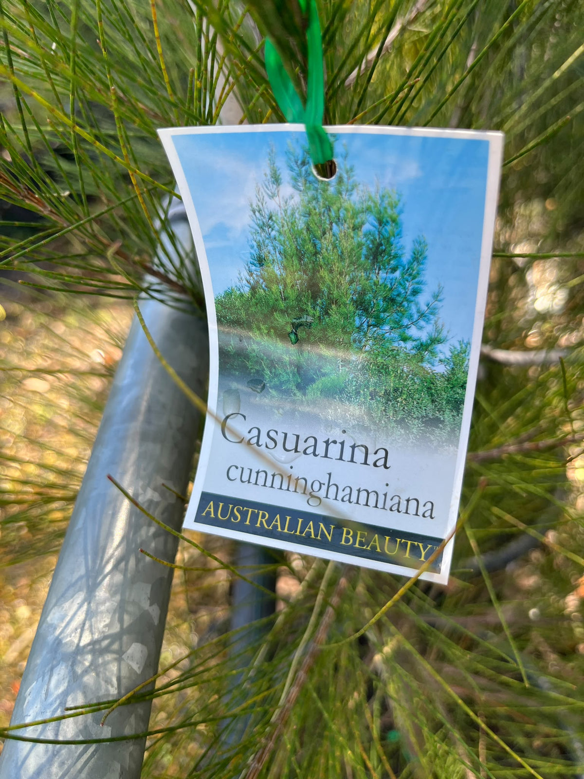 PL0177 River Sheoak, River Oak, Casuarina cunninghamiana, 河岸木麻黄, 40 cm Pot