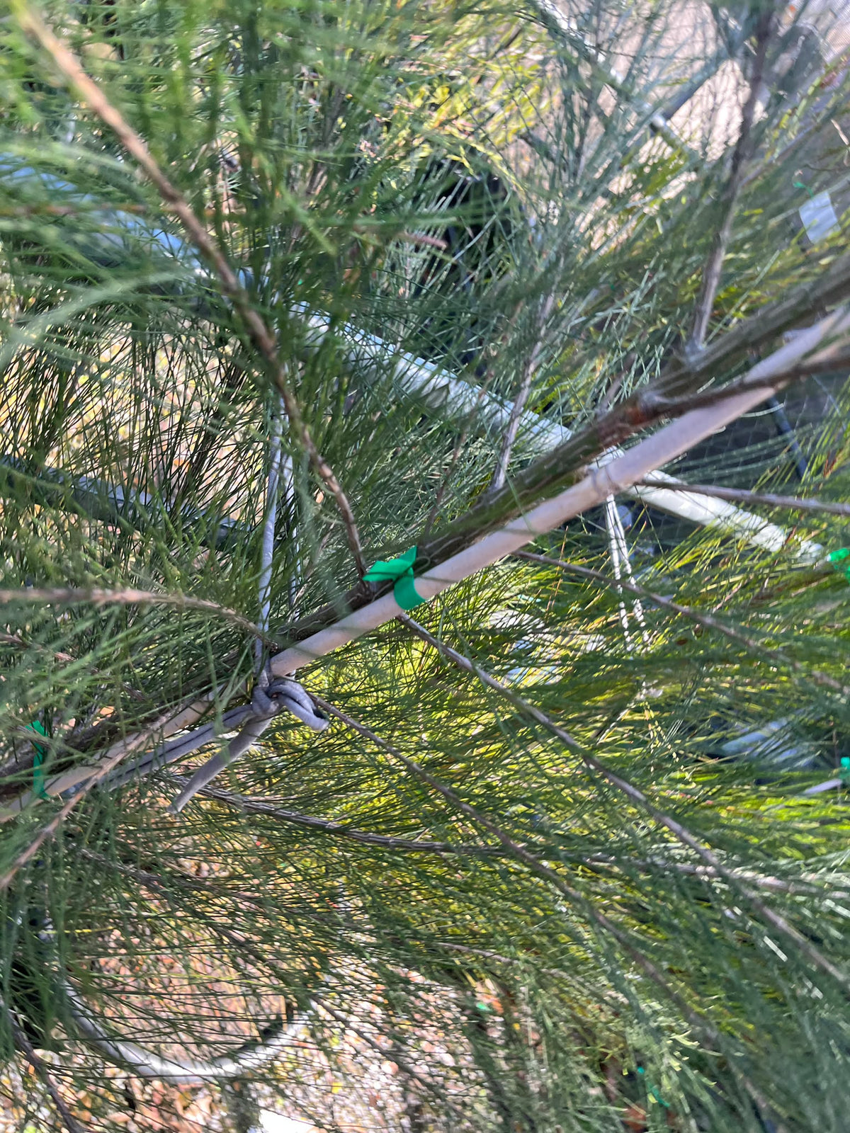 PL0177 River Sheoak, River Oak, Casuarina cunninghamiana, 河岸木麻黄, 40 cm Pot