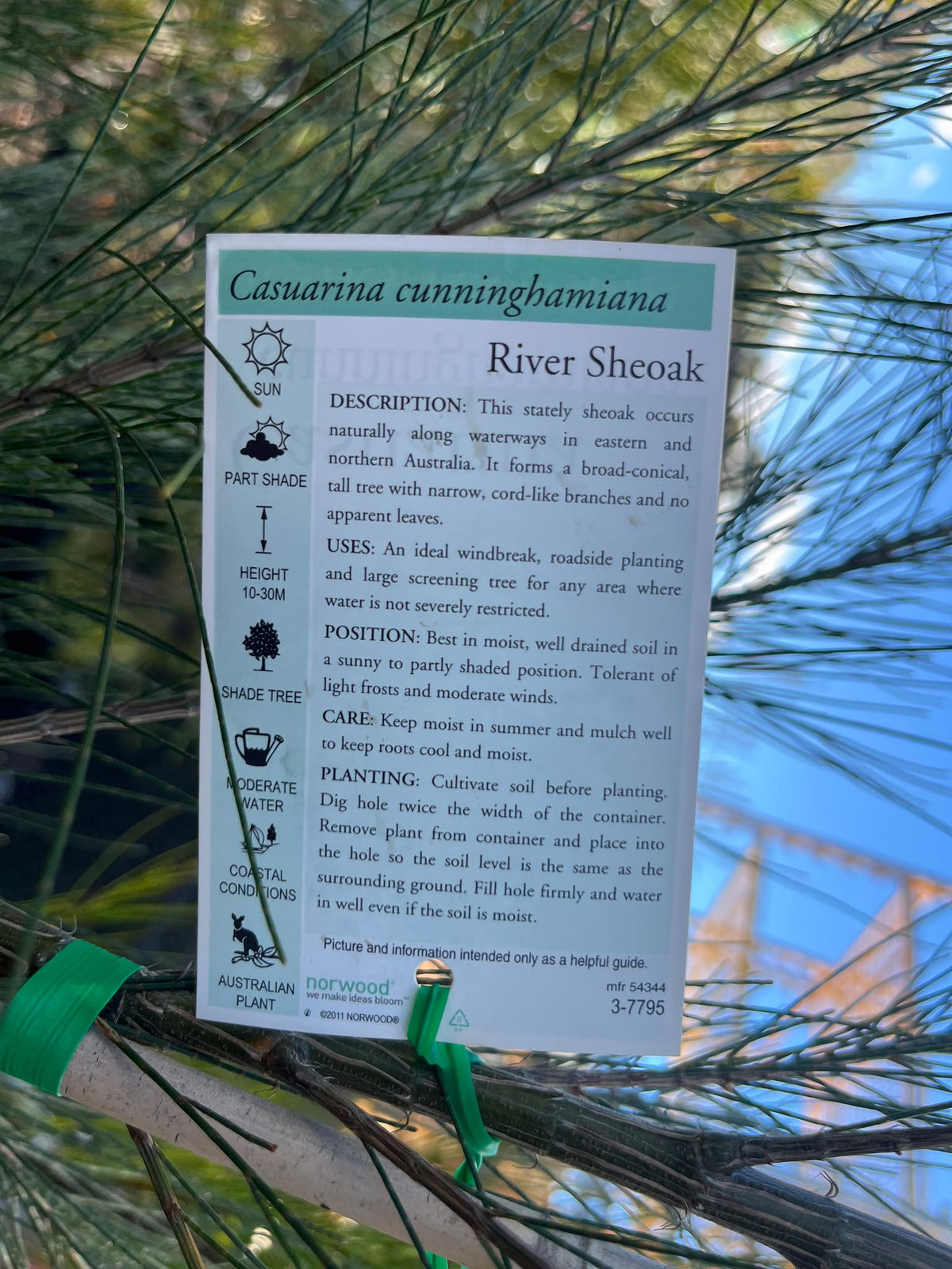PL0177 River Sheoak, River Oak, Casuarina cunninghamiana, 河岸木麻黄, 40 cm Pot