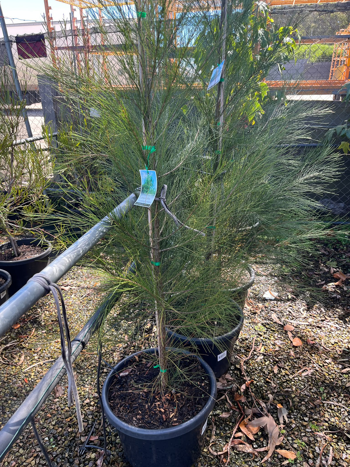 PL0177 River Sheoak, River Oak, Casuarina cunninghamiana, 河岸木麻黄, 40 cm Pot