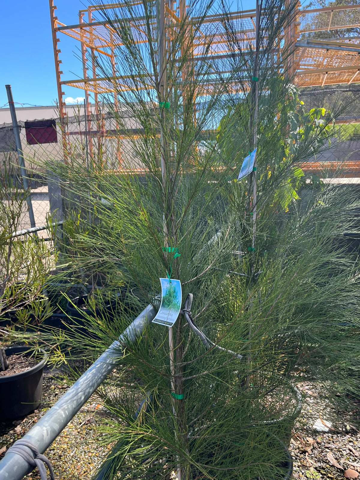 PL0177 River Sheoak, River Oak, Casuarina cunninghamiana, 河岸木麻黄, 40 cm Pot