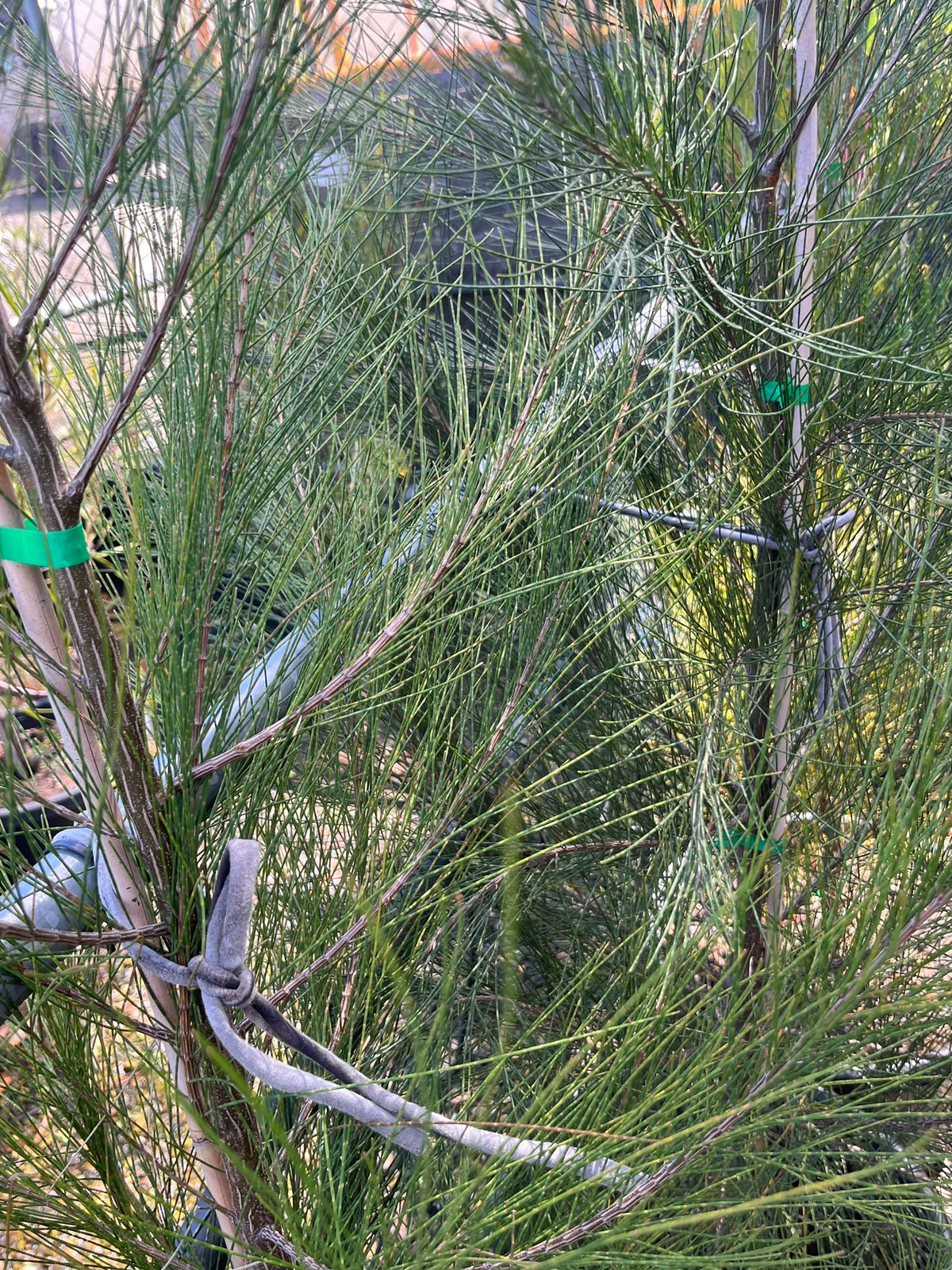 PL0177 River Sheoak, River Oak, Casuarina cunninghamiana, 河岸木麻黄, 40 cm Pot