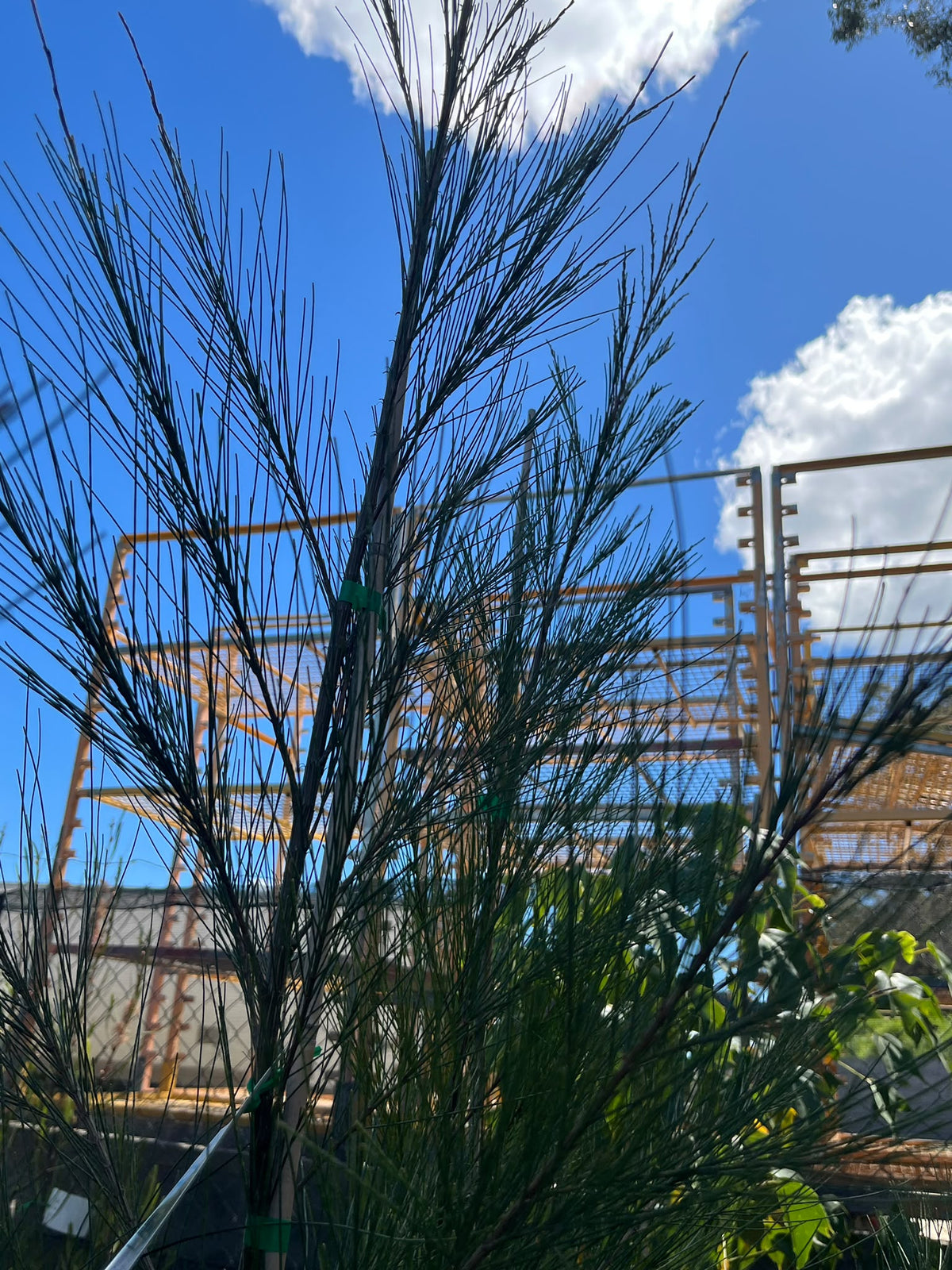 PL0177 River Sheoak, River Oak, Casuarina cunninghamiana, 河岸木麻黄, 40 cm Pot