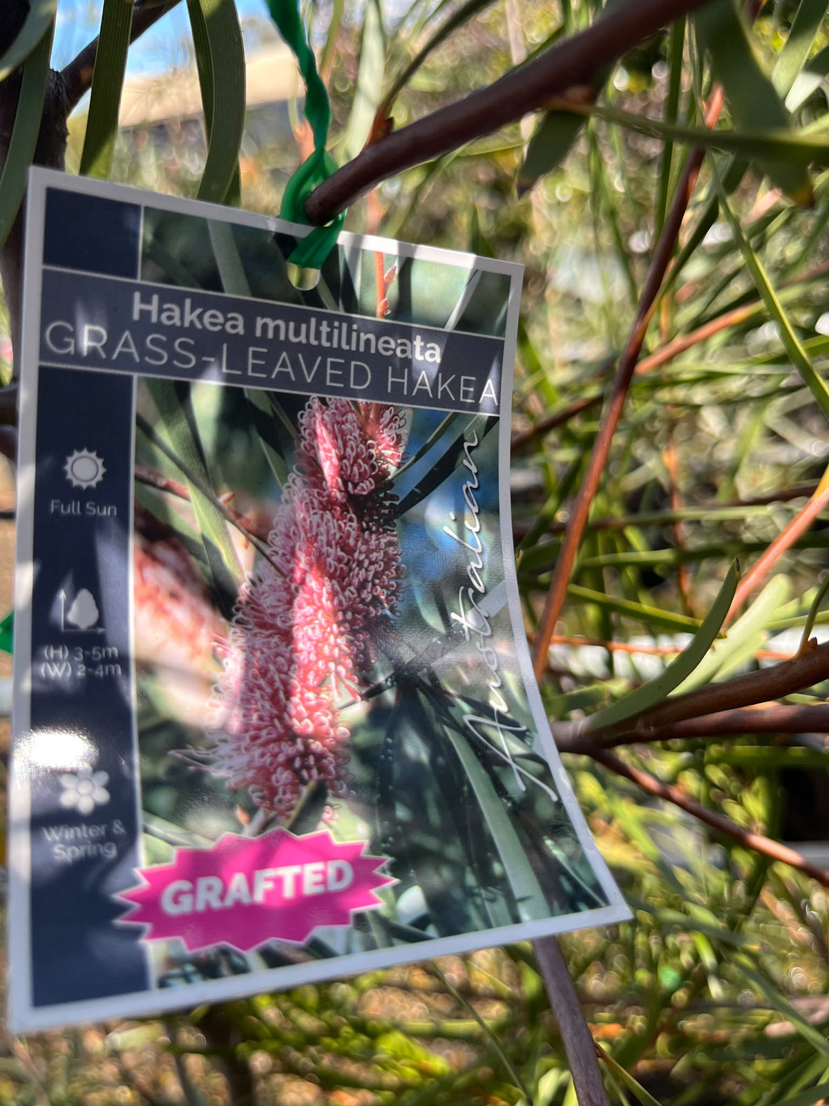 PL0178 Grass Leaved Hakea, Hakea multilineata, 草叶哈克木, 40 cm Pot