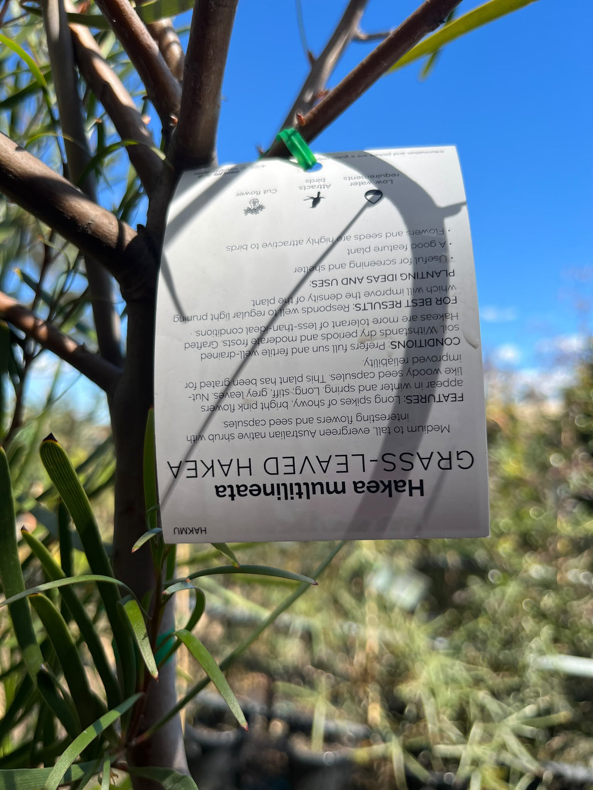 PL0178 Grass Leaved Hakea, Hakea multilineata, 草叶哈克木, 40 cm Pot