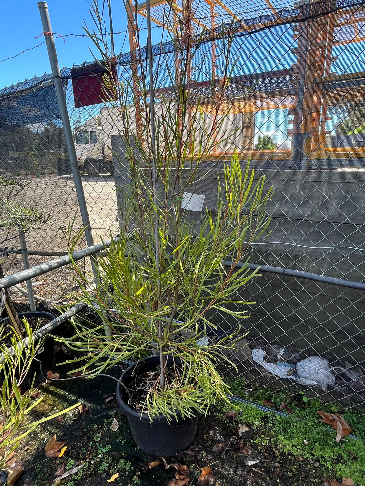 PL0178 Grass Leaved Hakea, Hakea multilineata, 草叶哈克木, 40 cm Pot
