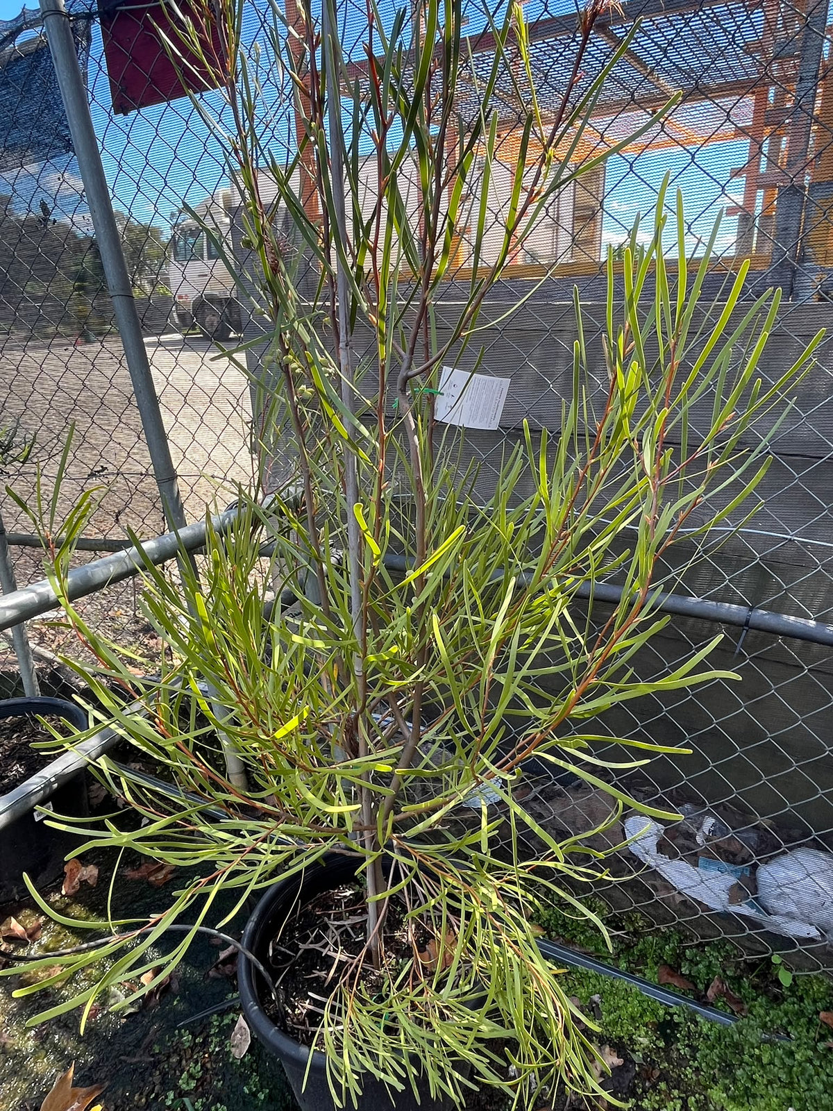 PL0178 Grass Leaved Hakea, Hakea multilineata, 草叶哈克木, 40 cm Pot