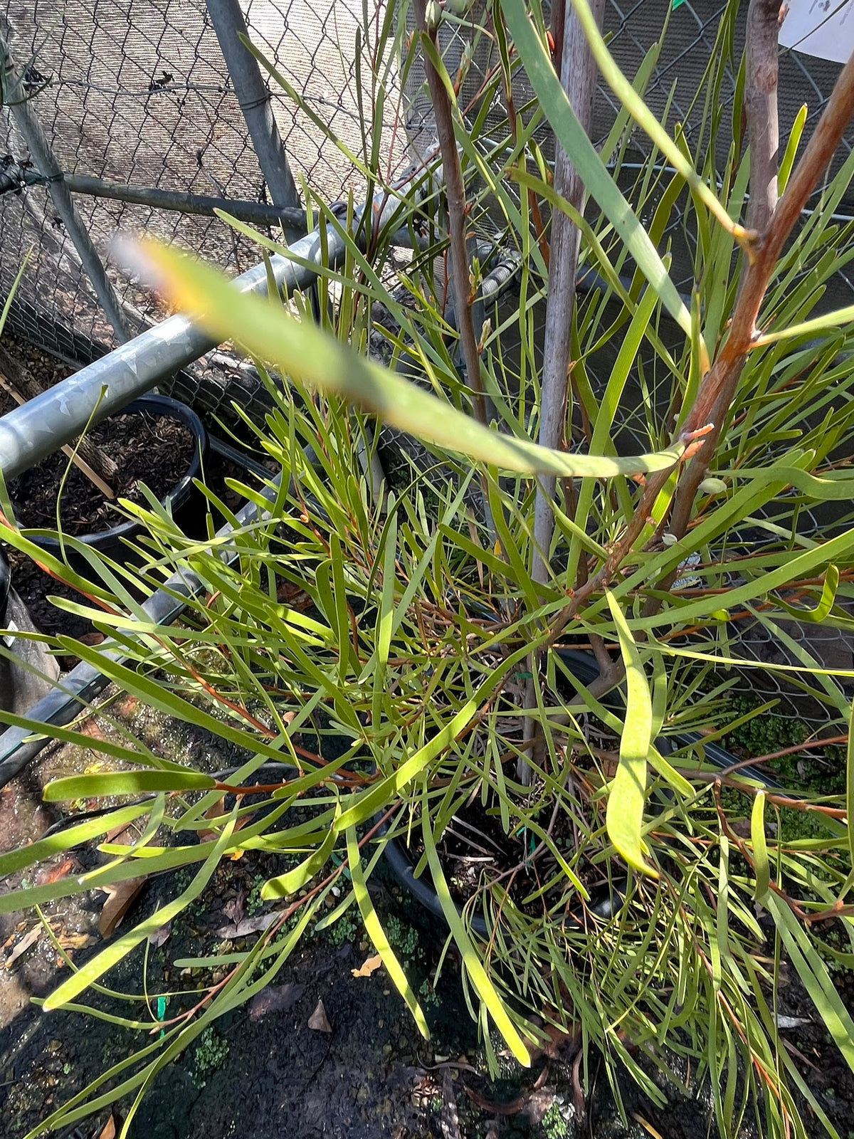 PL0178 Grass Leaved Hakea, Hakea multilineata, 草叶哈克木, 40 cm Pot