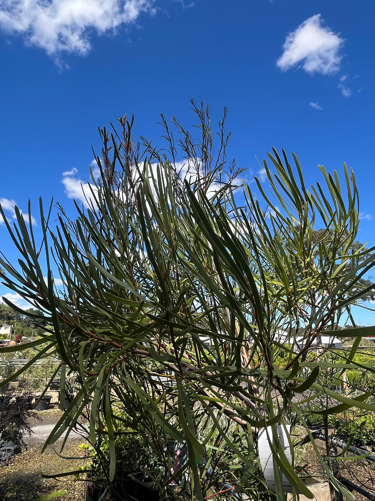 PL0178 Grass Leaved Hakea, Hakea multilineata, 草叶哈克木, 40 cm Pot