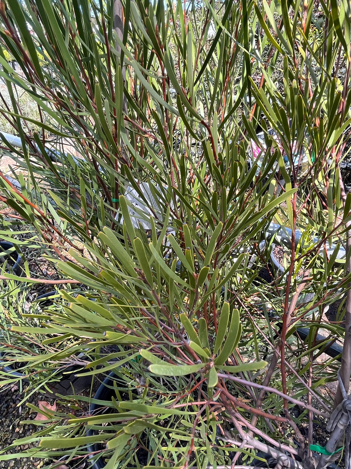PL0178 Grass Leaved Hakea, Hakea multilineata, 草叶哈克木, 40 cm Pot