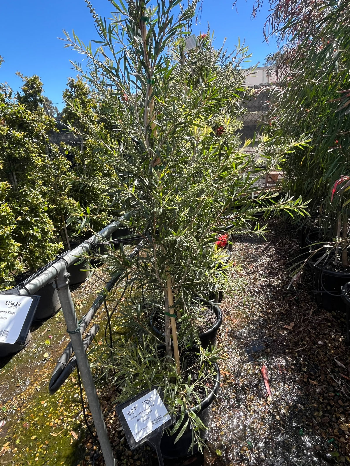 PL0180 Bottlebrush, Callistemon hybrida Kings Park Special, 红千层, 40 cm Pot