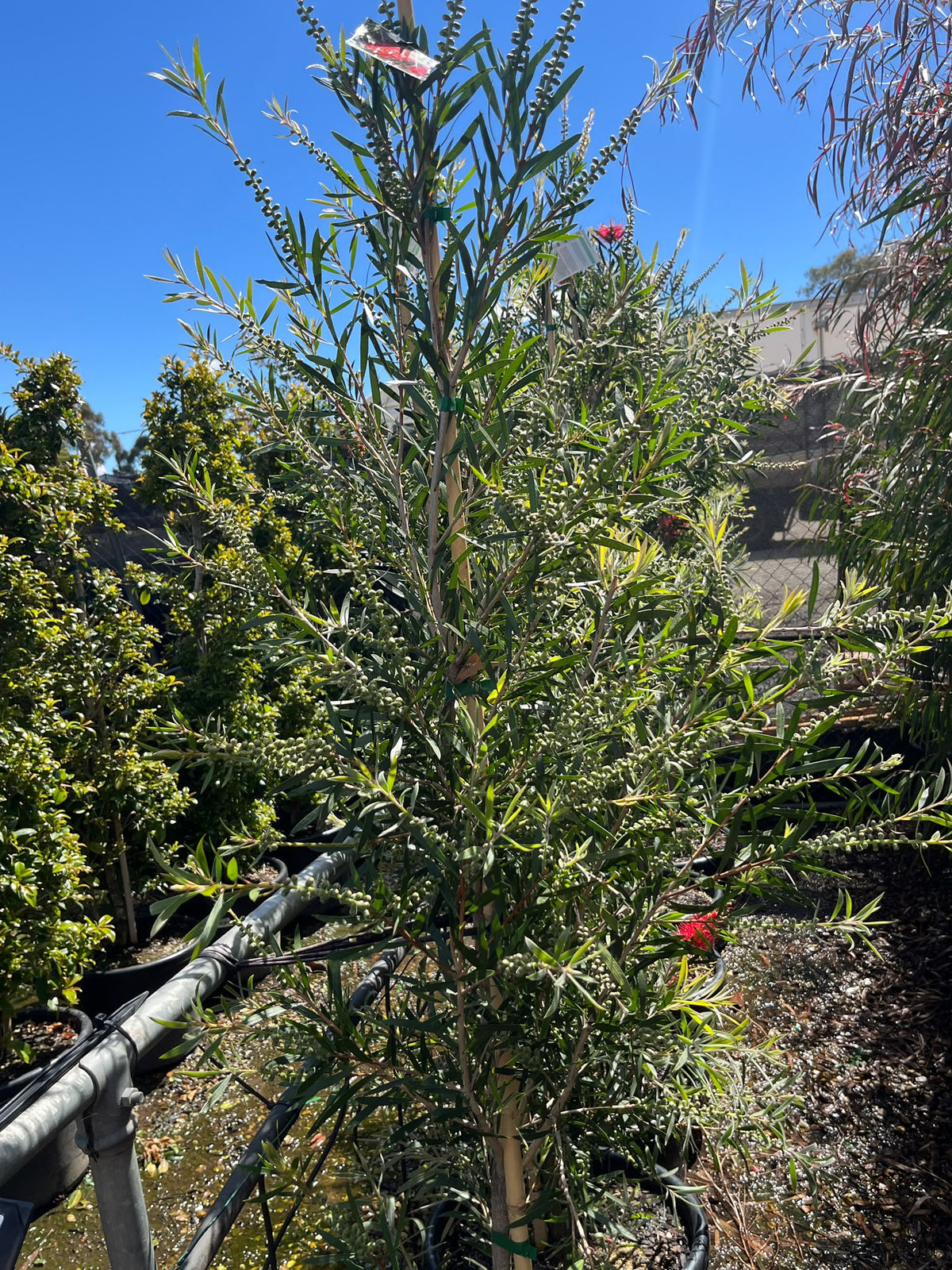 PL0180 Bottlebrush, Callistemon hybrida Kings Park Special, 红千层, 40 cm Pot