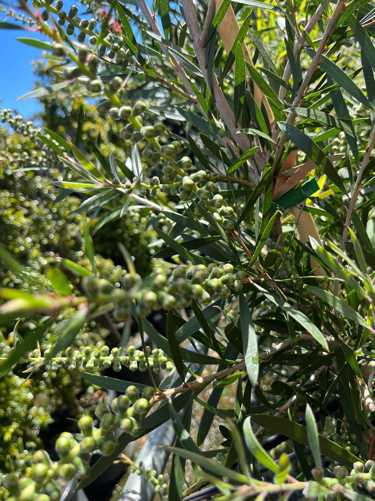 PL0180 Bottlebrush, Callistemon hybrida Kings Park Special, 红千层, 40 cm Pot
