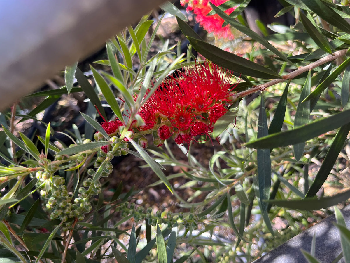 PL0180 Bottlebrush, Callistemon hybrida Kings Park Special, 红千层, 40 cm Pot