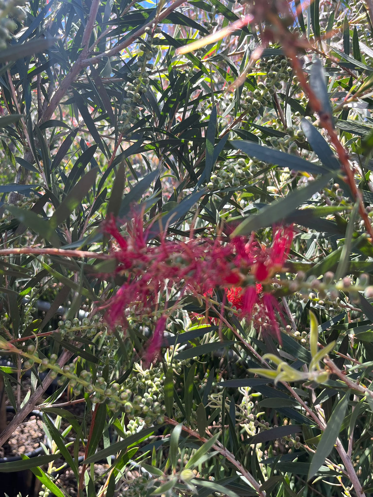 PL0180 Bottlebrush, Callistemon hybrida Kings Park Special, 红千层, 40 cm Pot