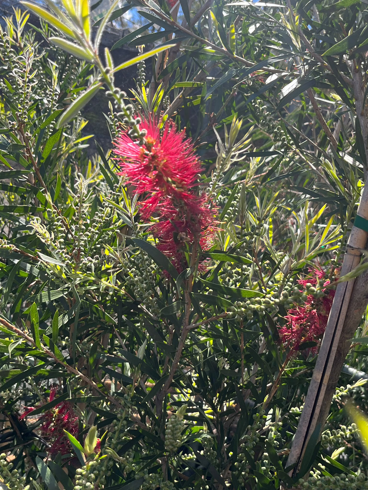 PL0180 Bottlebrush, Callistemon hybrida Kings Park Special, 红千层, 40 cm Pot