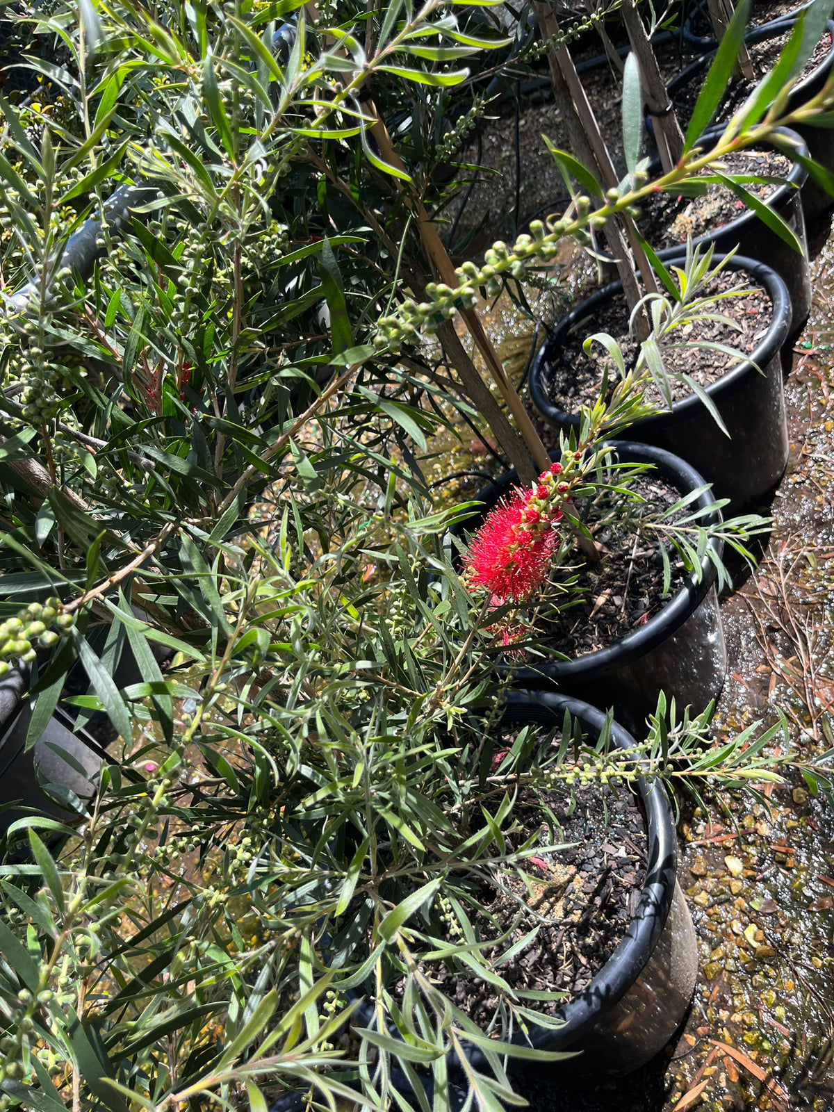 PL0180 Bottlebrush, Callistemon hybrida Kings Park Special, 红千层, 40 cm Pot