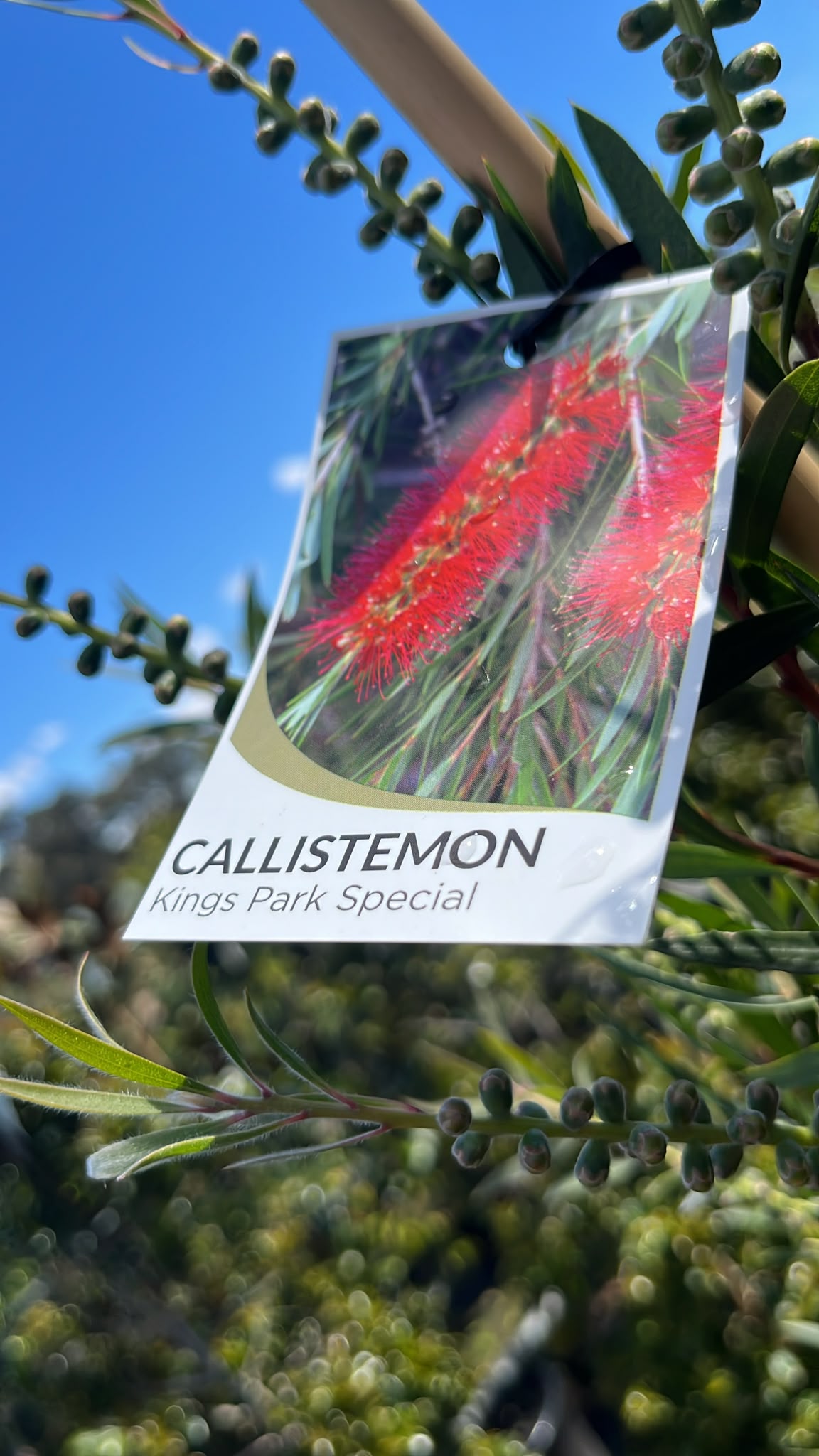 PL0180 Bottlebrush, Callistemon hybrida Kings Park Special, 红千层, 40 cm Pot