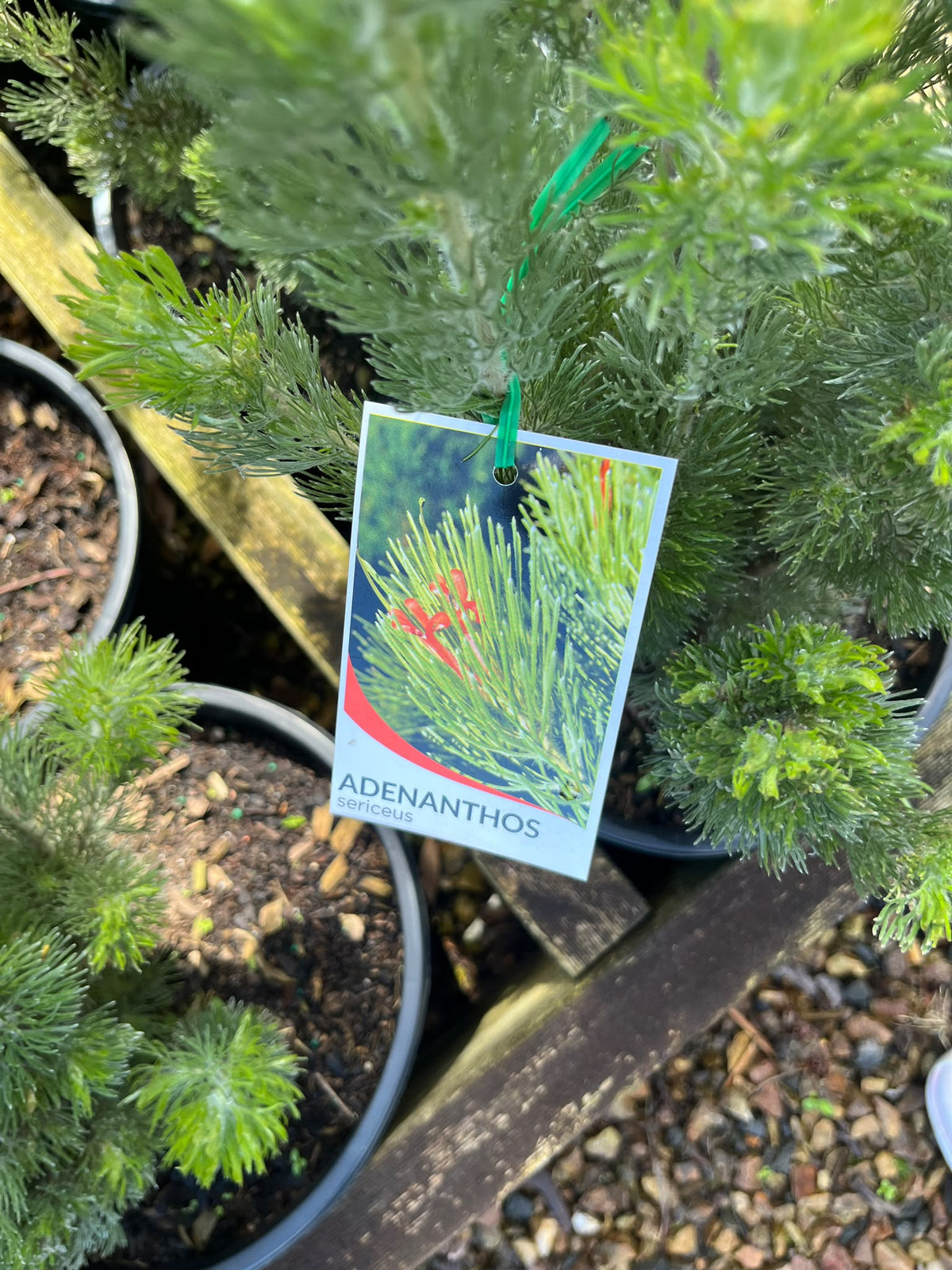 PL0181 Woolly Bush, Woollybush, Adenanthos sericeus, 绒毛灌木, 25 cm Pot