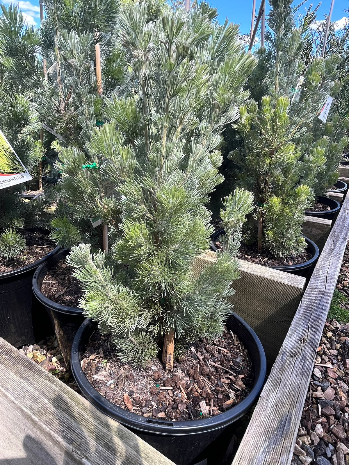 PL0181 Woolly Bush, Woollybush, Adenanthos sericeus, 绒毛灌木, 25 cm Pot