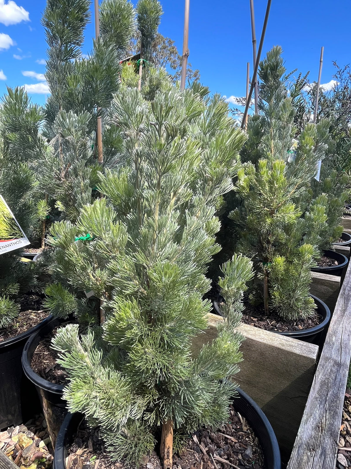PL0181 Woolly Bush, Woollybush, Adenanthos sericeus, 绒毛灌木, 25 cm Pot