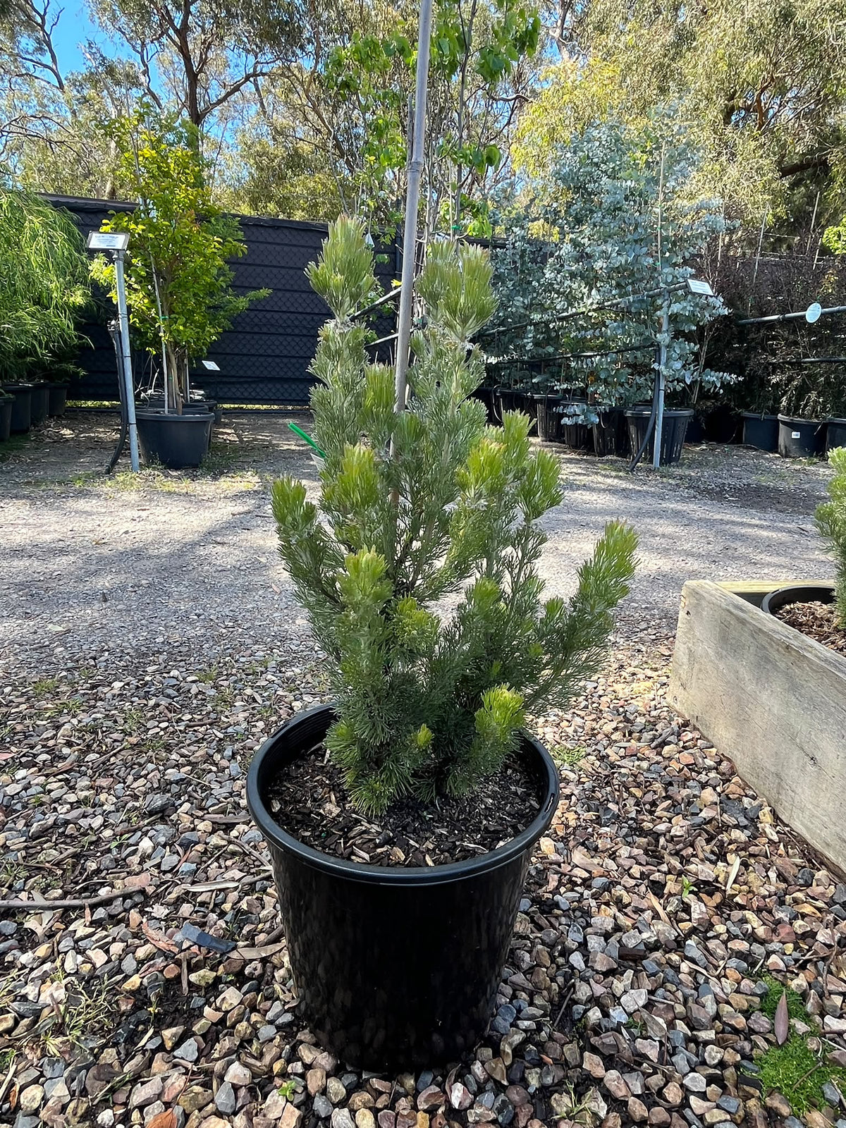 PL0181 Woolly Bush, Woollybush, Adenanthos sericeus, 绒毛灌木, 25 cm Pot