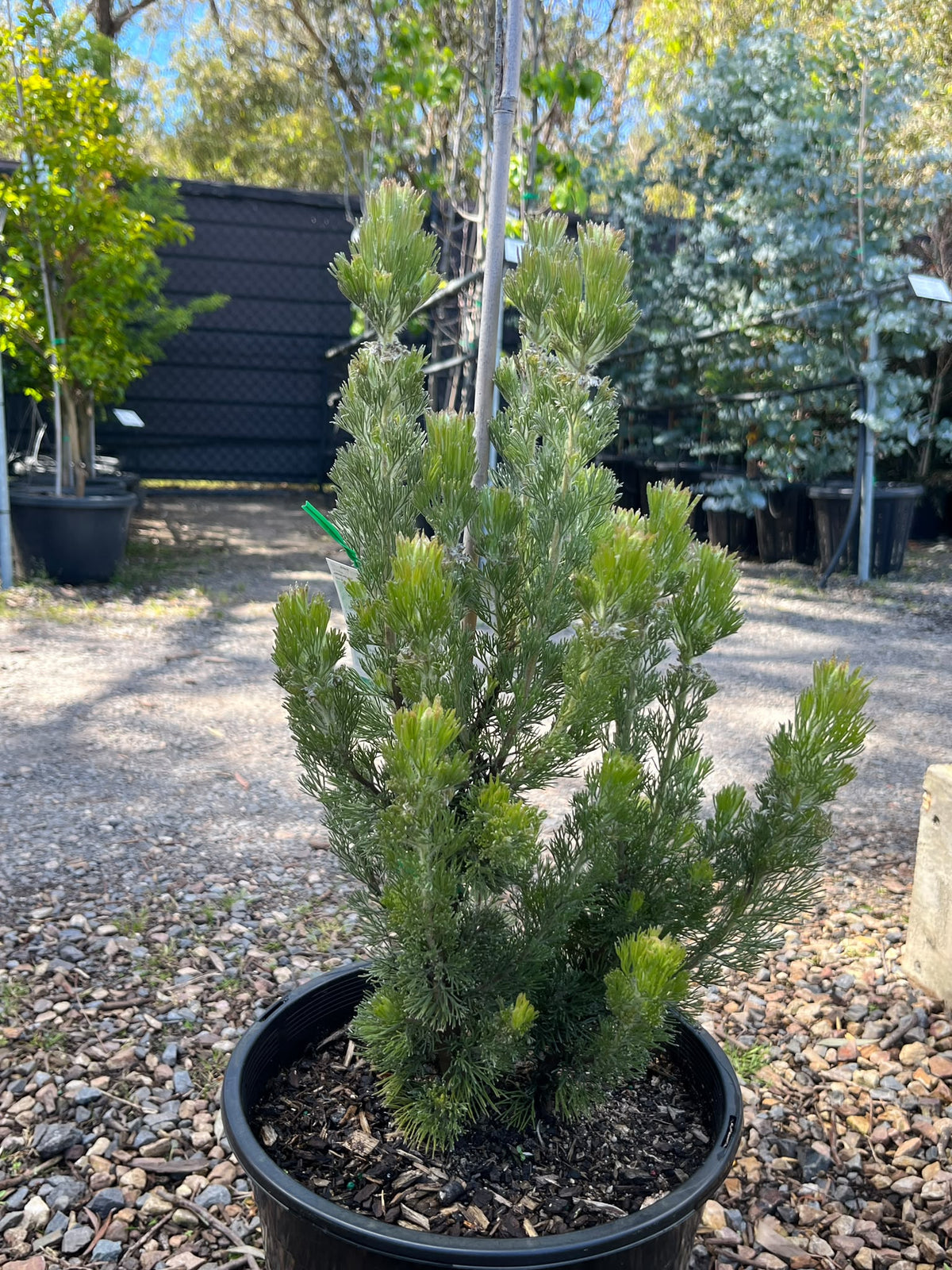 PL0181 Woolly Bush, Woollybush, Adenanthos sericeus, 绒毛灌木, 25 cm Pot