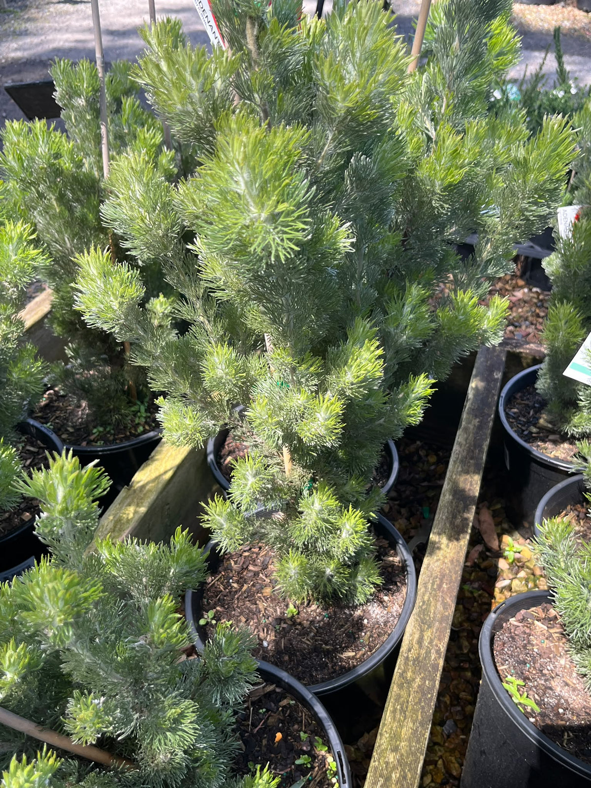 PL0181 Woolly Bush, Woollybush, Adenanthos sericeus, 绒毛灌木, 25 cm Pot