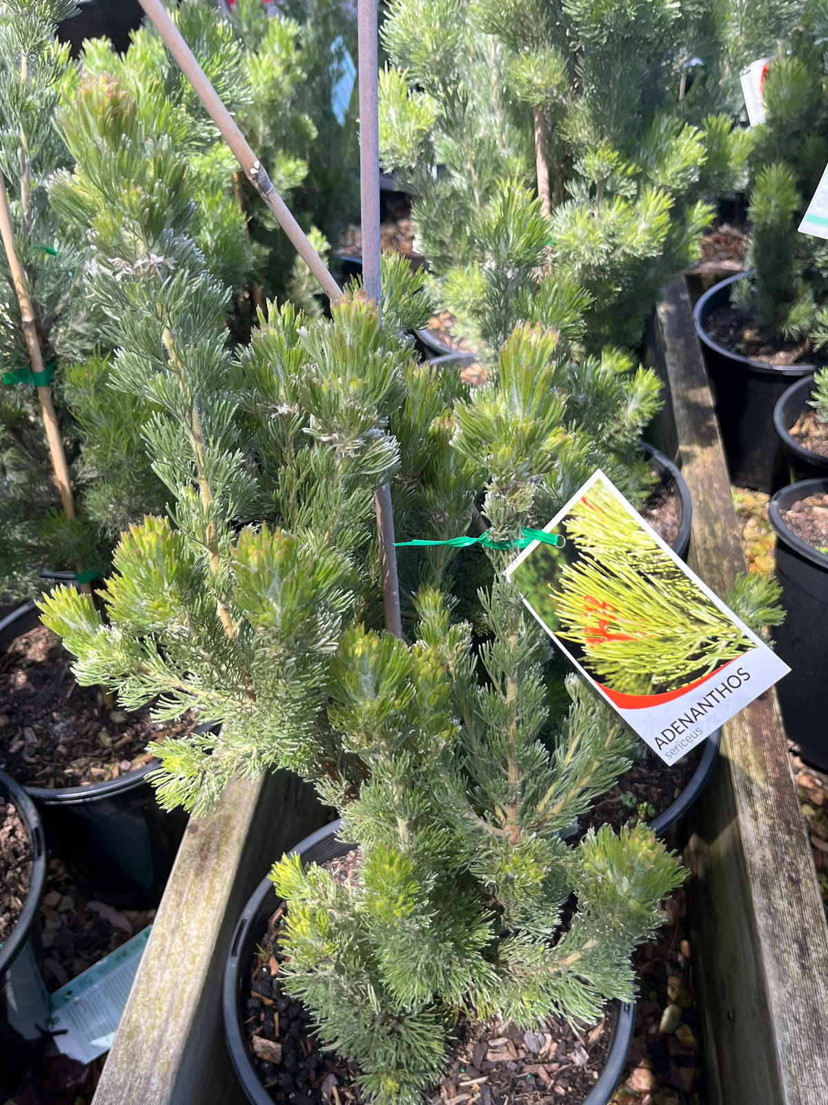 PL0181 Woolly Bush, Woollybush, Adenanthos sericeus, 绒毛灌木, 25 cm Pot