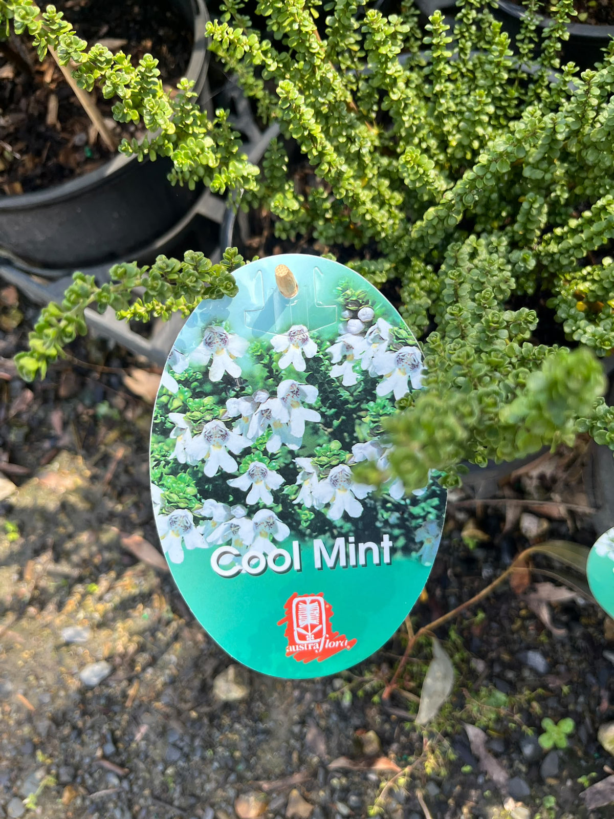 PL0182 Alpine Mint Bush, Prostanthera cuneata Cool Mint, 高山薄荷灌木, 20 cm Pot