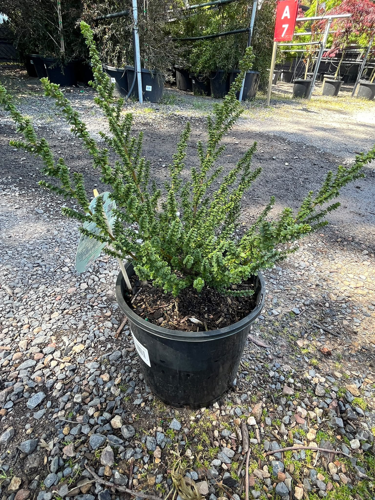PL0182 Alpine Mint Bush, Prostanthera cuneata Cool Mint, 高山薄荷灌木, 20 cm Pot