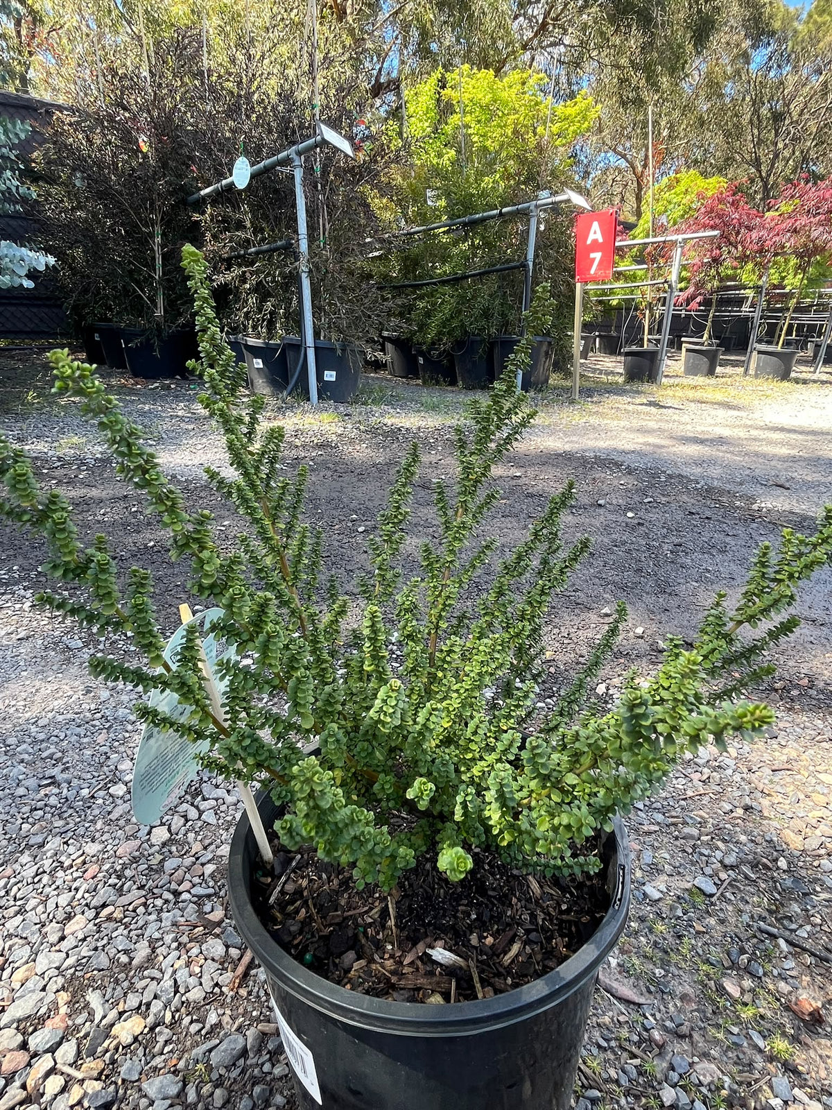 PL0182 Alpine Mint Bush, Prostanthera cuneata Cool Mint, 高山薄荷灌木, 20 cm Pot