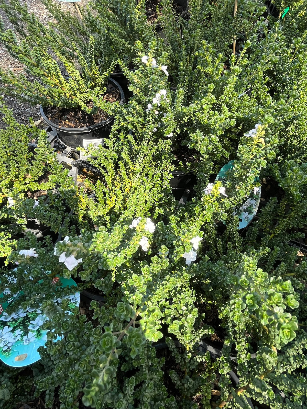 PL0182 Alpine Mint Bush, Prostanthera cuneata Cool Mint, 高山薄荷灌木, 20 cm Pot