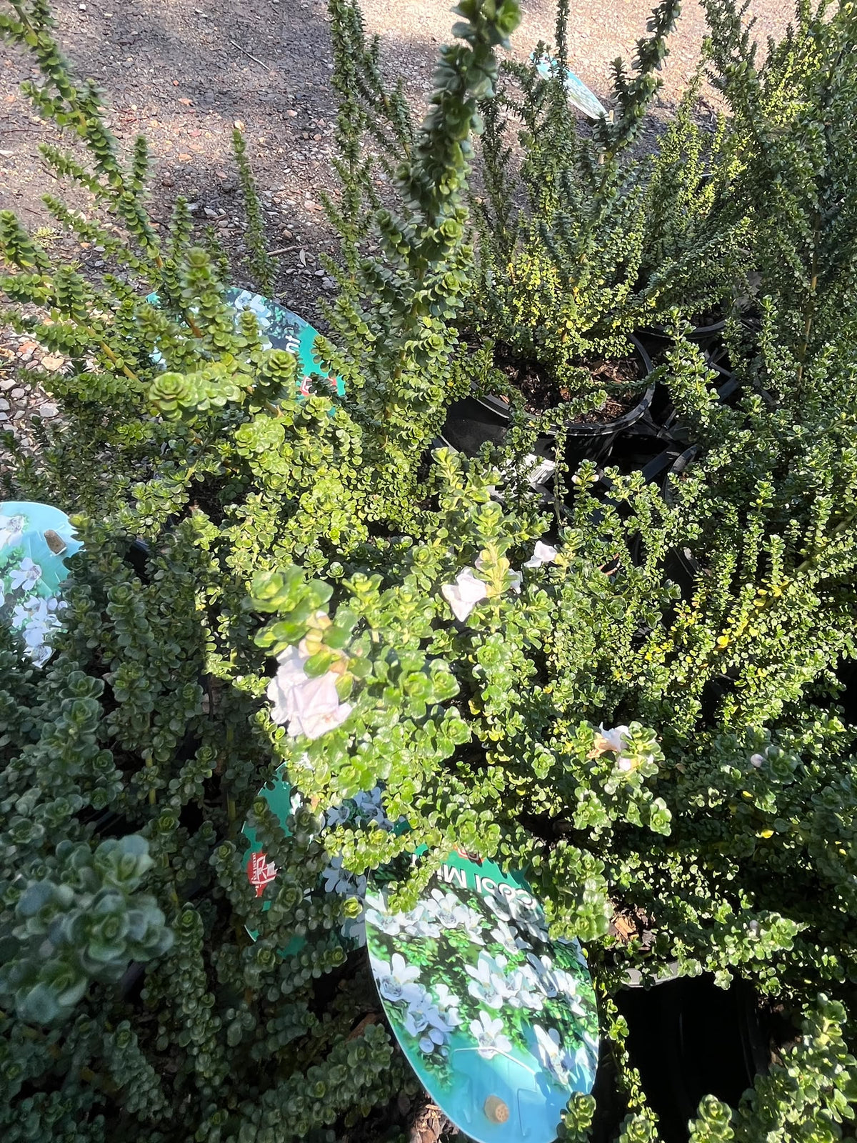 PL0182 Alpine Mint Bush, Prostanthera cuneata Cool Mint, 高山薄荷灌木, 20 cm Pot