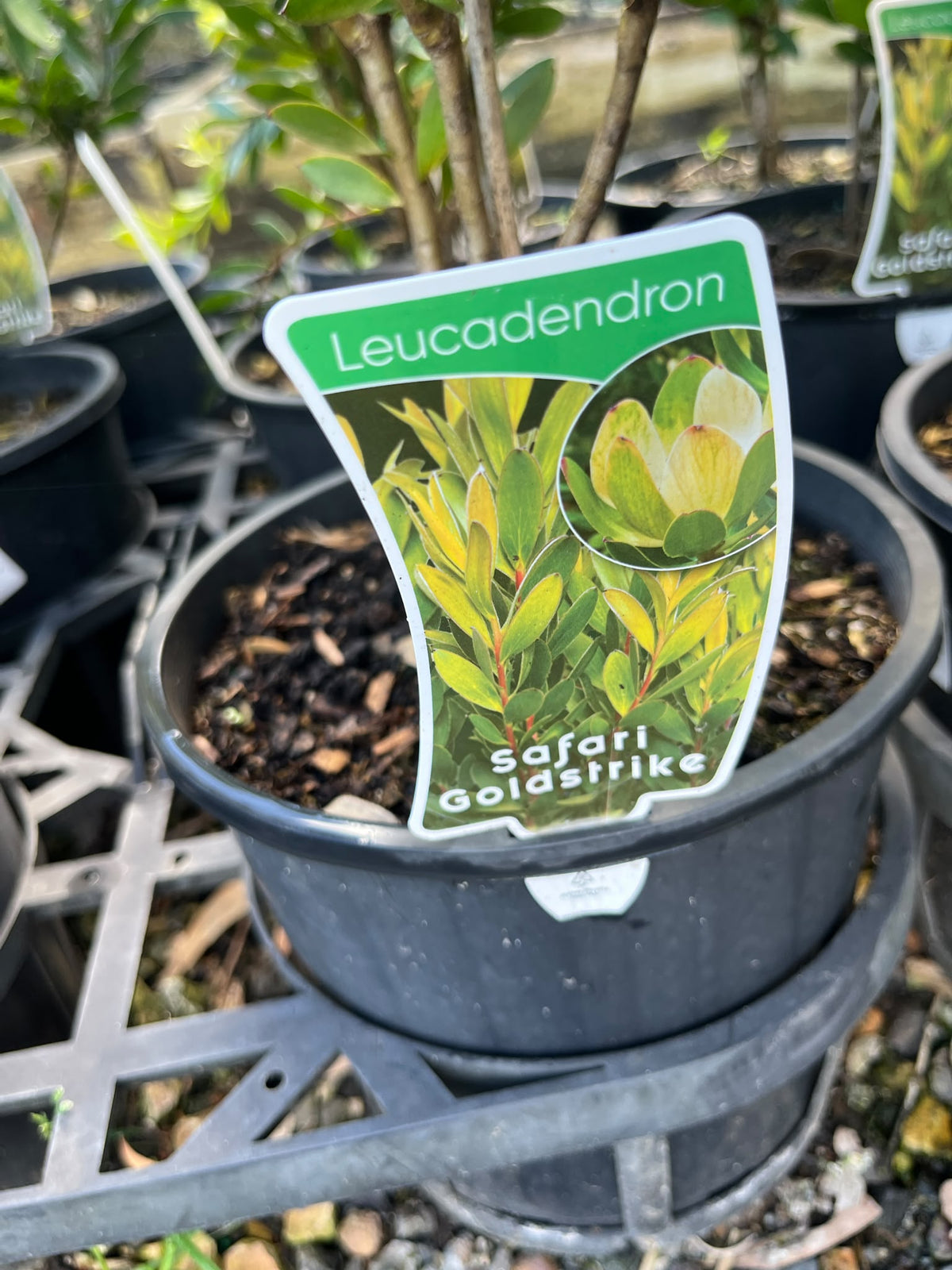 PL0183 Conebush, Leucadendron salignum Safari Goldstrike, 银叶树, 20 cm Pot