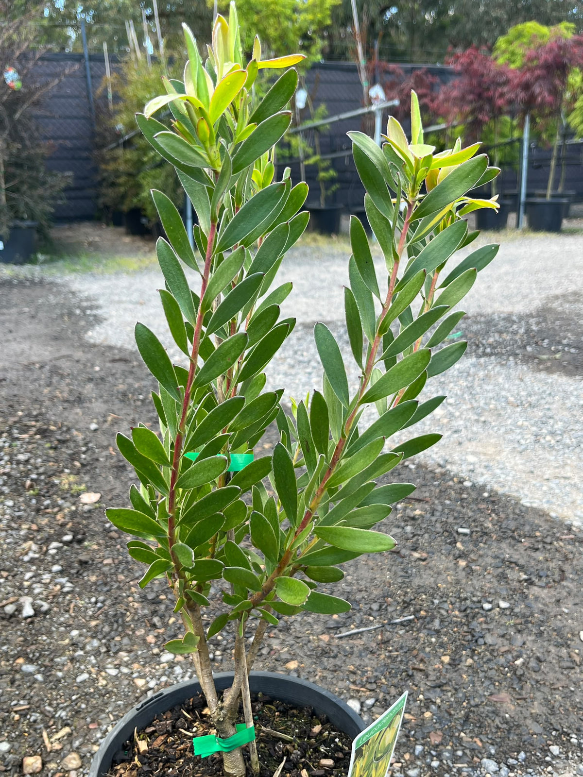 PL0183 Conebush, Leucadendron salignum Safari Goldstrike, 银叶树, 20 cm Pot
