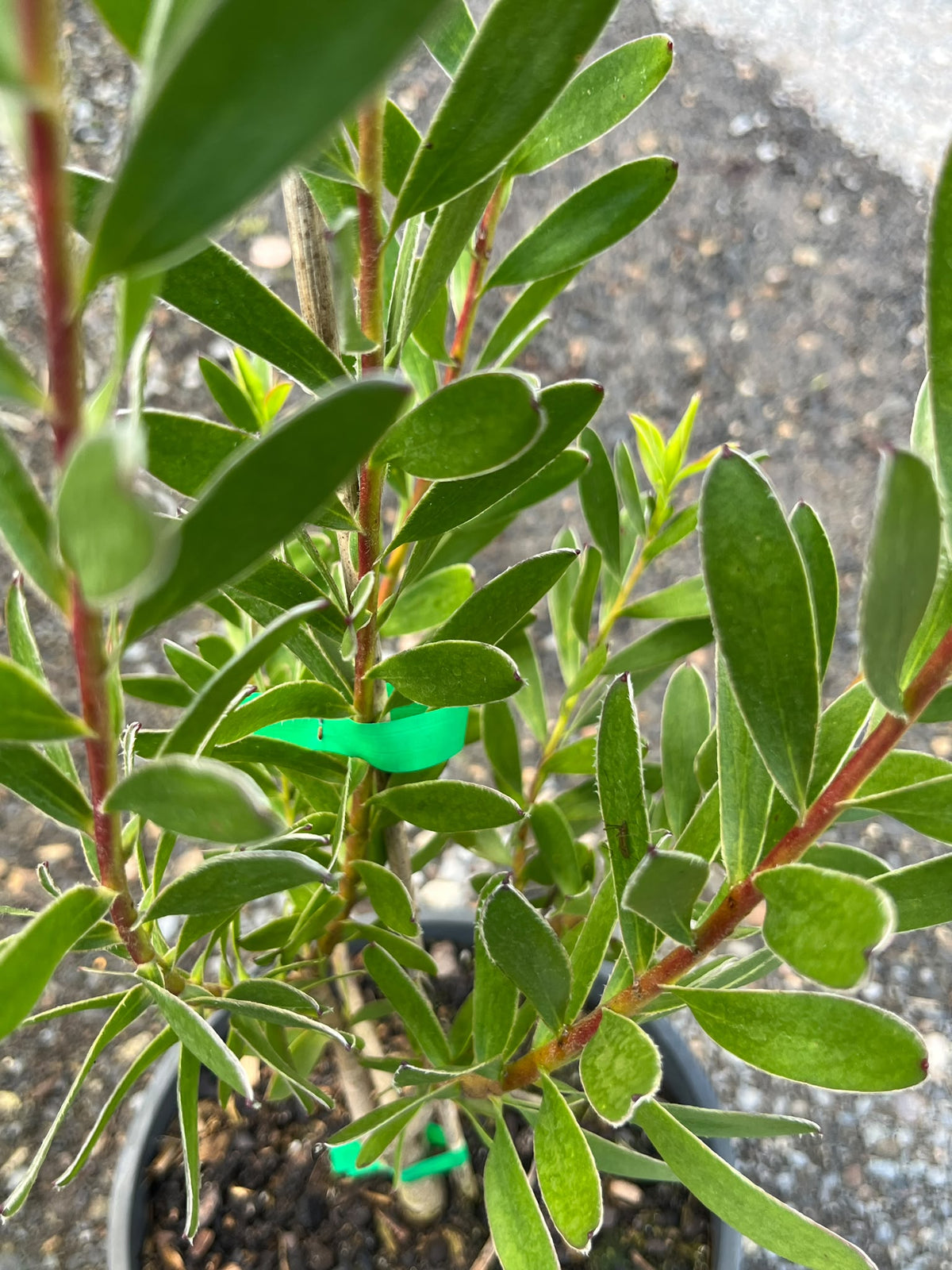 PL0183 Conebush, Leucadendron salignum Safari Goldstrike, 银叶树, 20 cm Pot