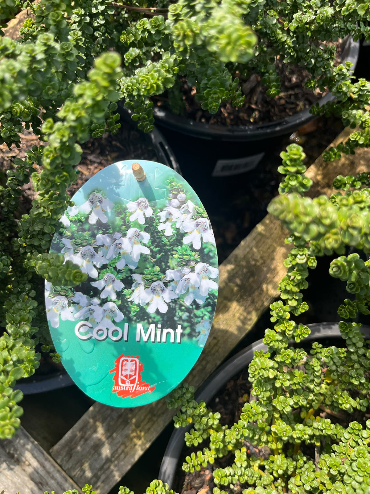 PL0186 Alpine Mint Bush, Prostanthera cuneata Cool Mint, 高山薄荷灌木, 25 cm Pot