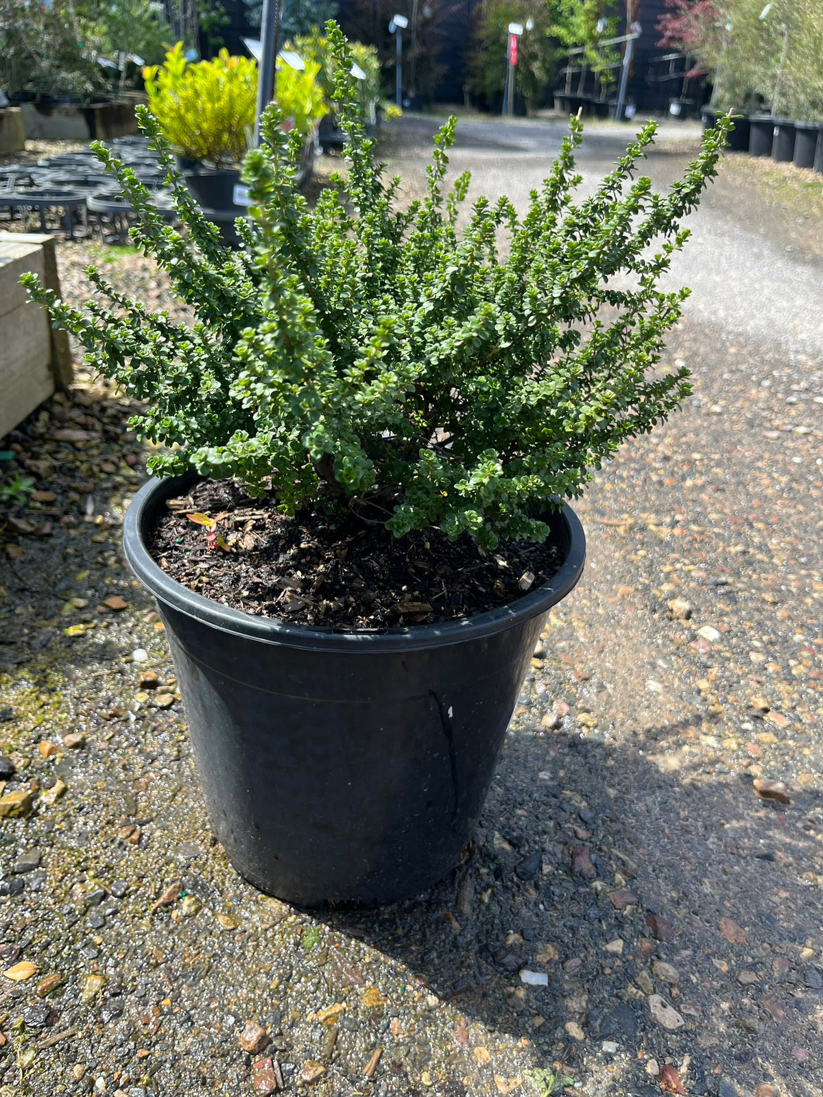 PL0186 Alpine Mint Bush, Prostanthera cuneata Cool Mint, 高山薄荷灌木, 25 cm Pot