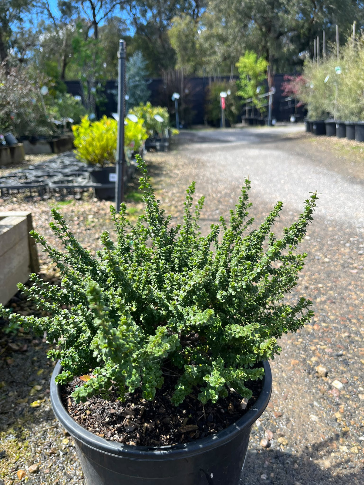 PL0186 Alpine Mint Bush, Prostanthera cuneata Cool Mint, 高山薄荷灌木, 25 cm Pot
