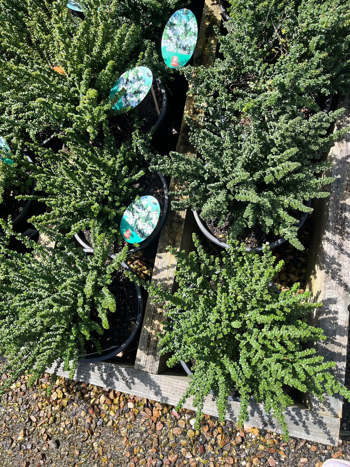 PL0186 Alpine Mint Bush, Prostanthera cuneata Cool Mint, 高山薄荷灌木, 25 cm Pot