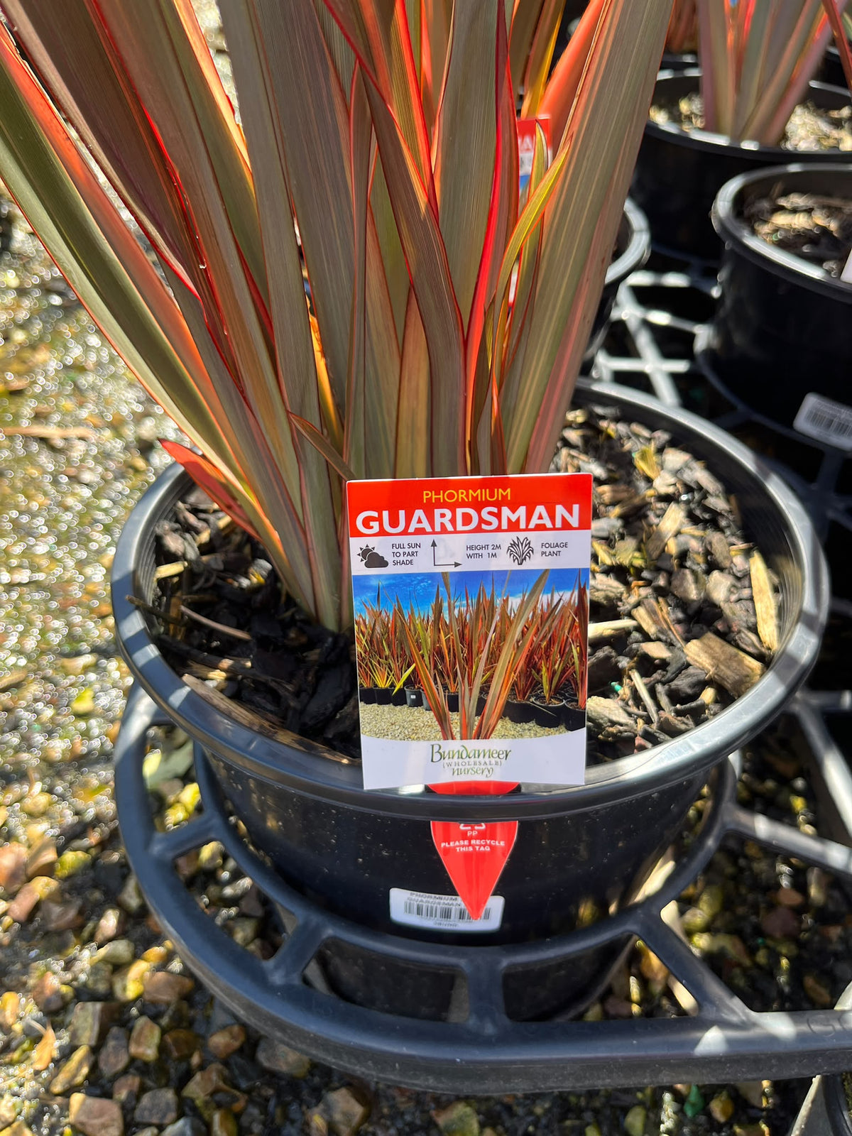 PL0188 New Zealand Flax, Phormium hybrida Guardsman, 新西兰麻, 25 cm Pot