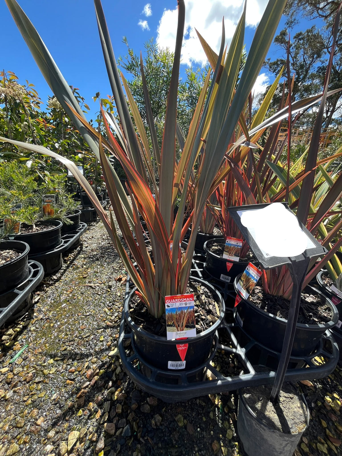 PL0188 New Zealand Flax, Phormium hybrida Guardsman, 新西兰麻, 25 cm Pot