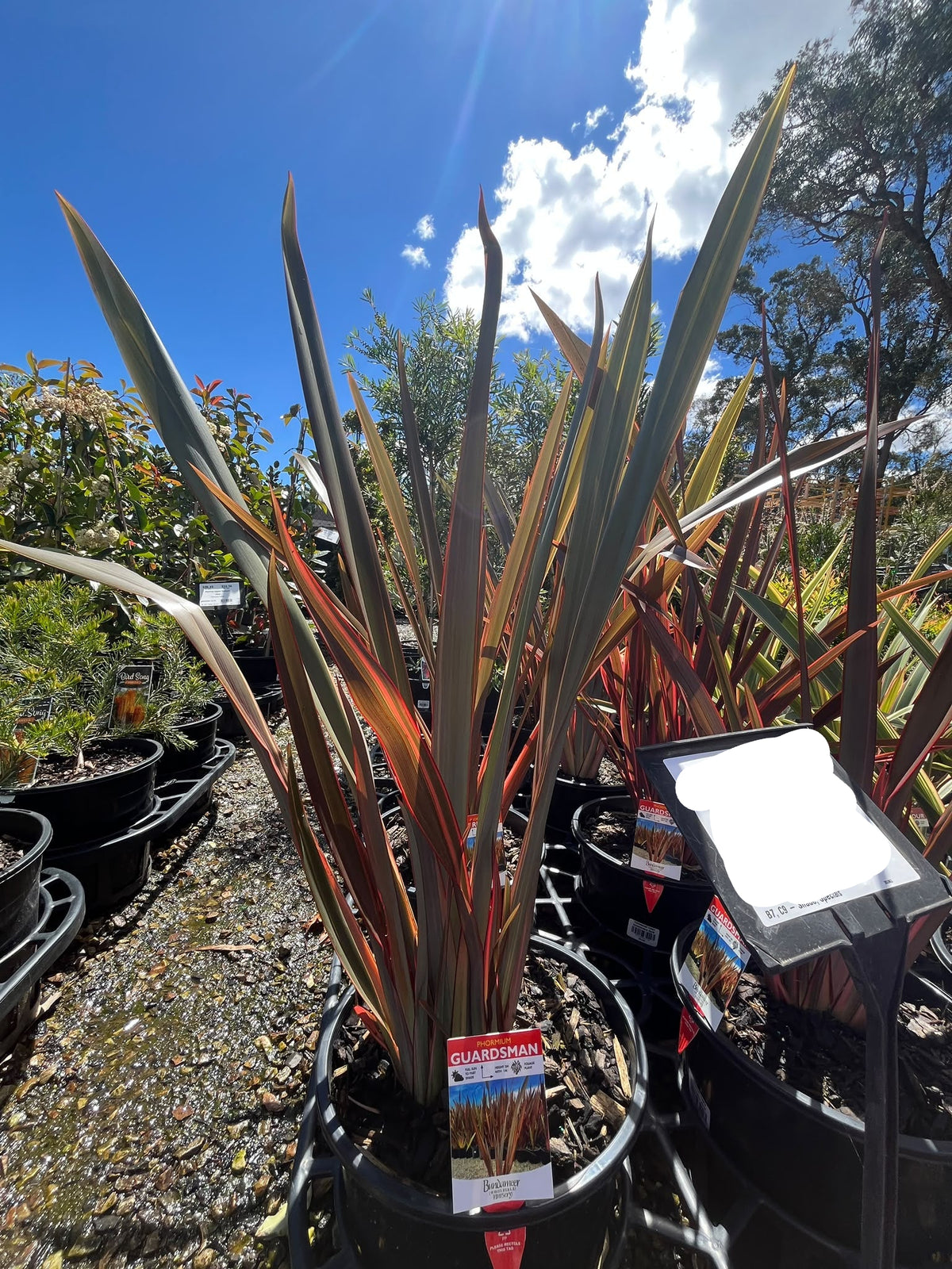 PL0188 New Zealand Flax, Phormium hybrida Guardsman, 新西兰麻, 25 cm Pot